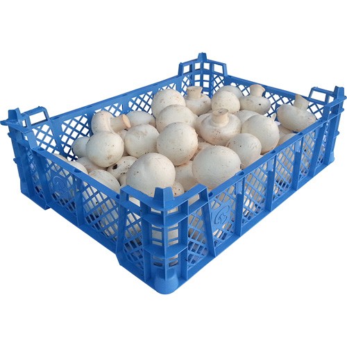 FRESH MUSHROOM