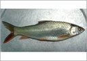 [FISHMKG] FISH MIRGAL (BURMESE)IQF (PER KG)