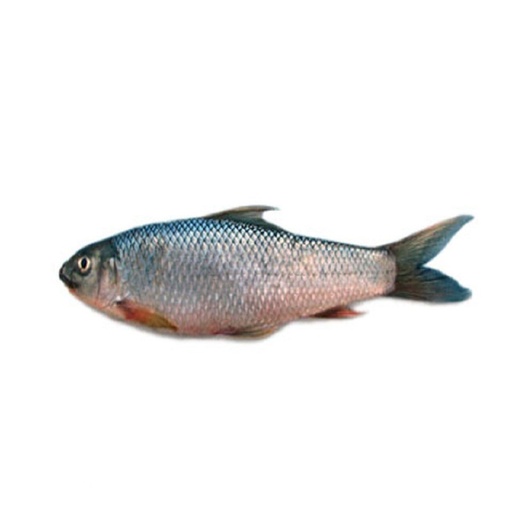 [FISHN500] FROZEN CLEAN NOLA FISH 500G PACKET