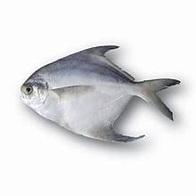 [FISHPOM] FISH POMFRET WHOLE 500G PLUS