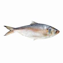 [FISHHIL] FISH HILSHAW PER KG 